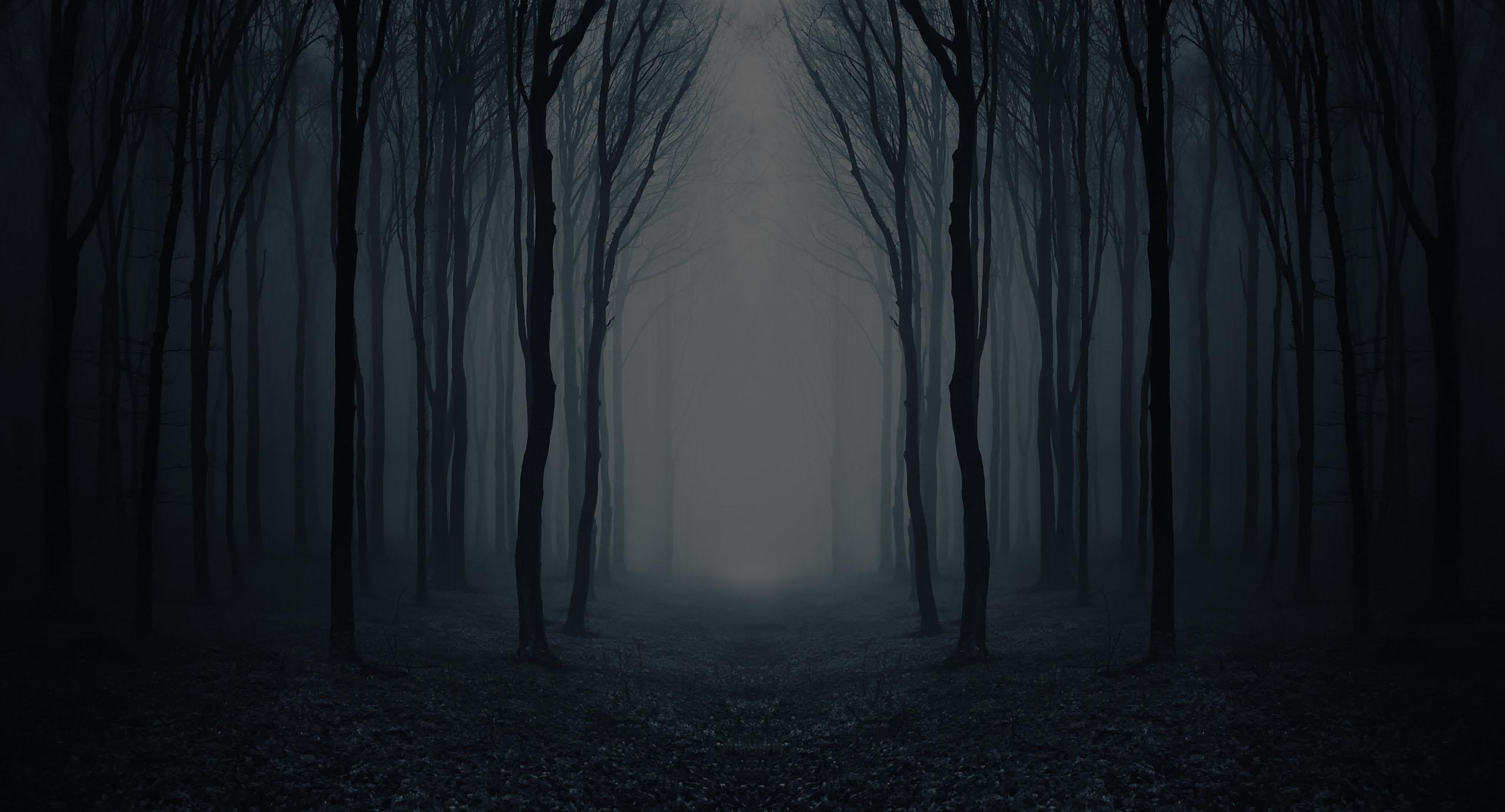 Dark and ominous woods, with a path through the center.